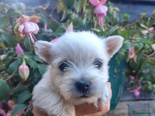 West Highland Terrier dogs - Advert 2