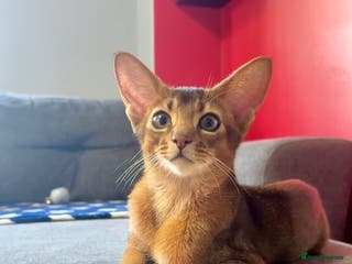 Abyssinian cats One boy left🤎Raised with Love Abyssinian Kittens - Advert 3