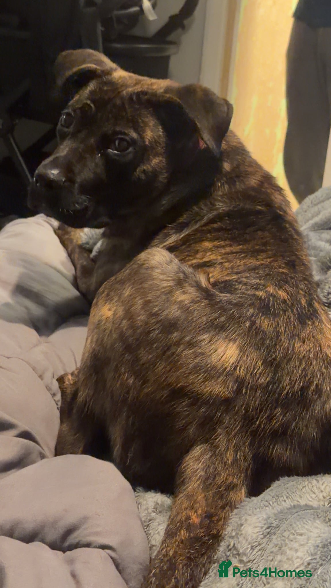 Mixed Breed dogs for sale: 11 month old Cane Corso x Presa Canario for sale in Telford - Advert 2