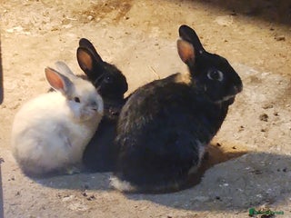 Mixed Breed rabbits Adorable Mixed Breed Baby Rabbits - Born October - Advert 2