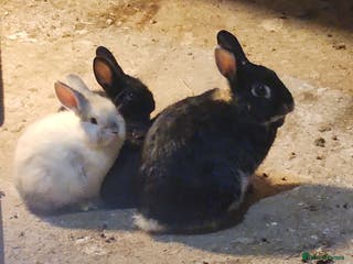 Mixed Breed rabbits Adorable Mixed Breed Baby Rabbits - Born October - Advert 1