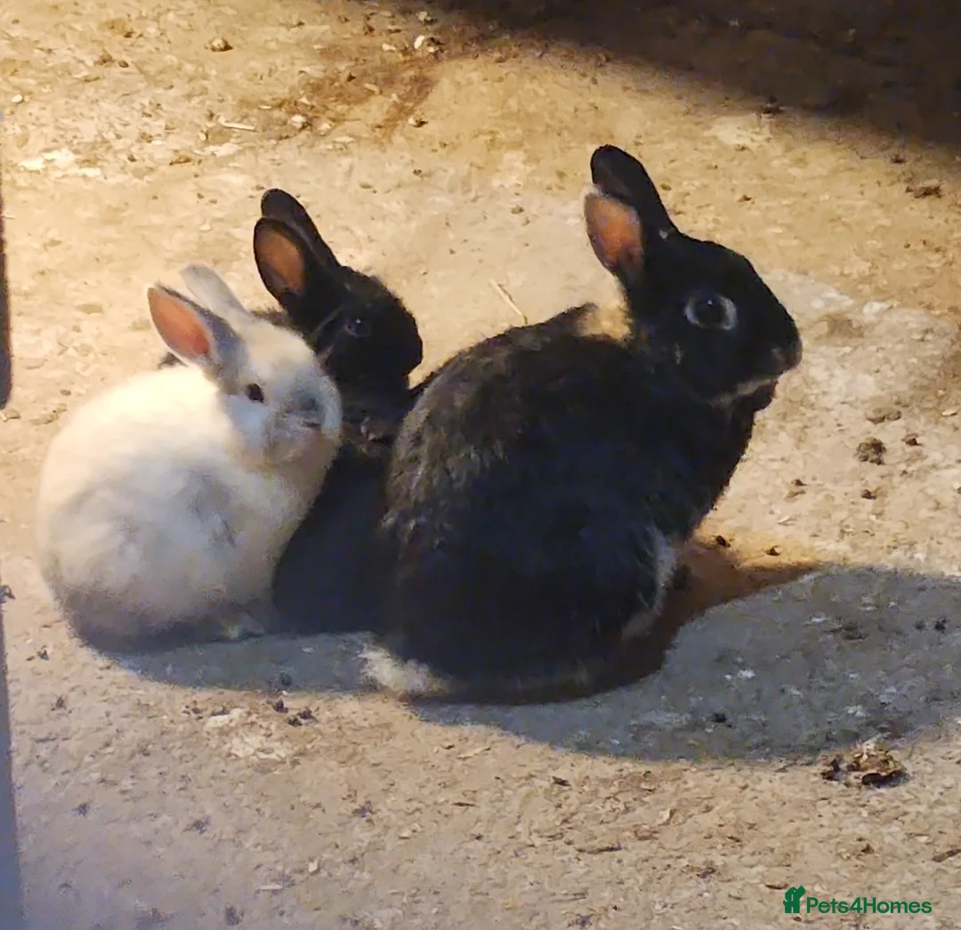 Mixed Breed rabbits for sale: Adorable Mixed Breed Baby Rabbits - Born October  - Advert 1