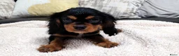 Cavalier King Charles Spaniel dogs for sale: Adorable Cavalier Puppies Ready to Leave - Advert 7
