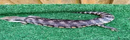 Skink reptiles for sale: EASTERN BLUE TONGUE SKINK - Advert 3