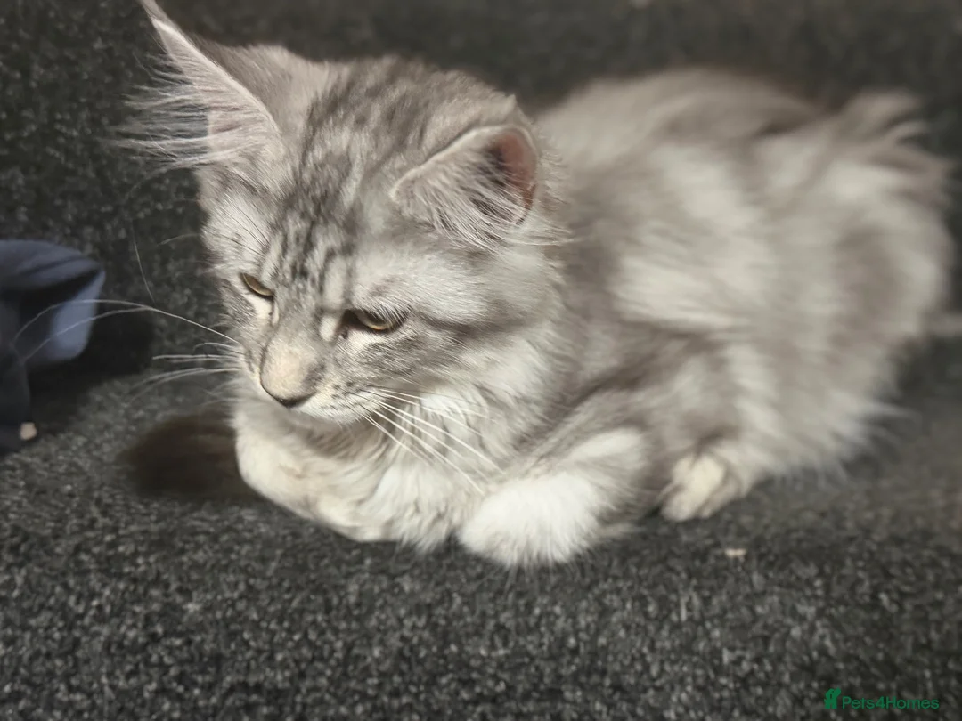 Maine Coon cats for sale: Maincoone silver tabby female - Advert 4