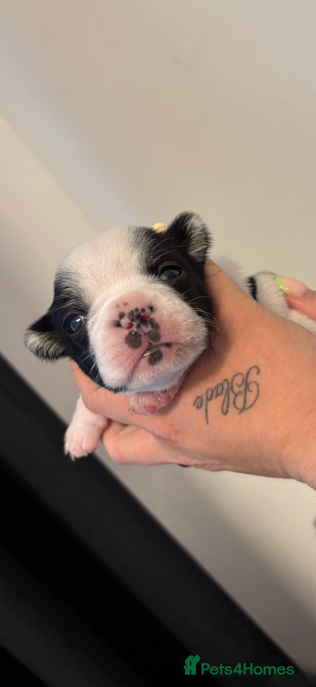 French Bulldog dogs for sale: Beautiful pied French bulldog puppies 🐾  - Image 1