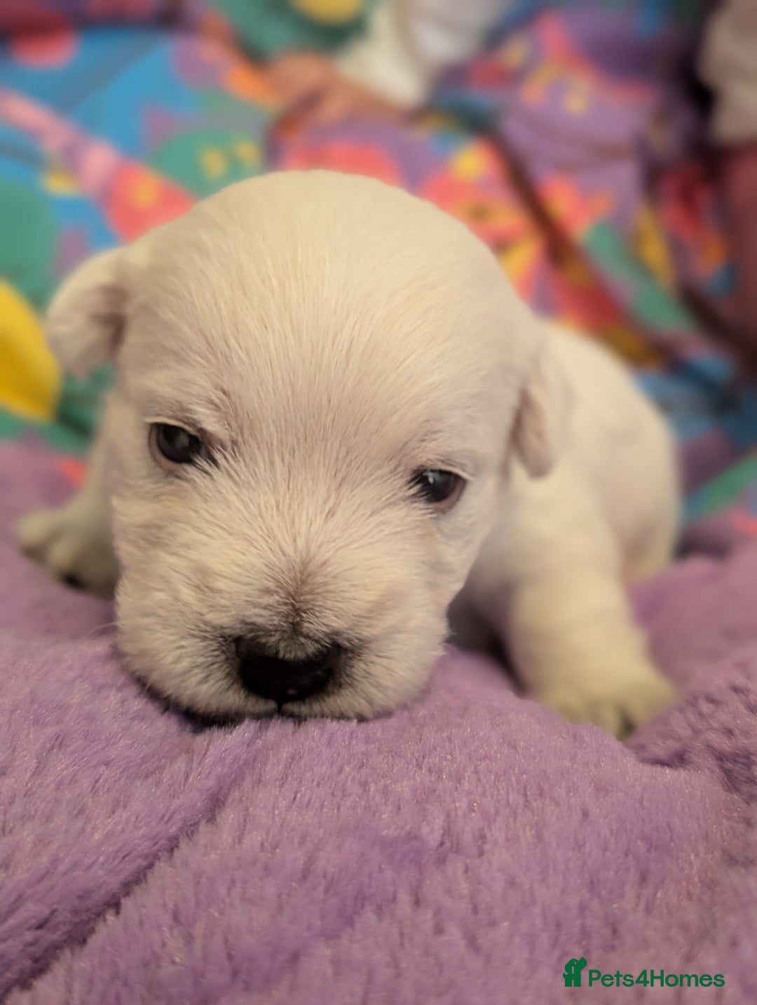 West Highland Terrier dogs for sale: Lovely westies puppies from excellent show linage - Image 4