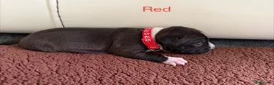 Staffordshire Bull Terrier 7