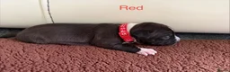 Staffordshire Bull Terrier dogs for sale: Beautiful staffy puppies in Billingshurst - Advert 14