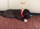 Staffordshire Bull Terrier 7