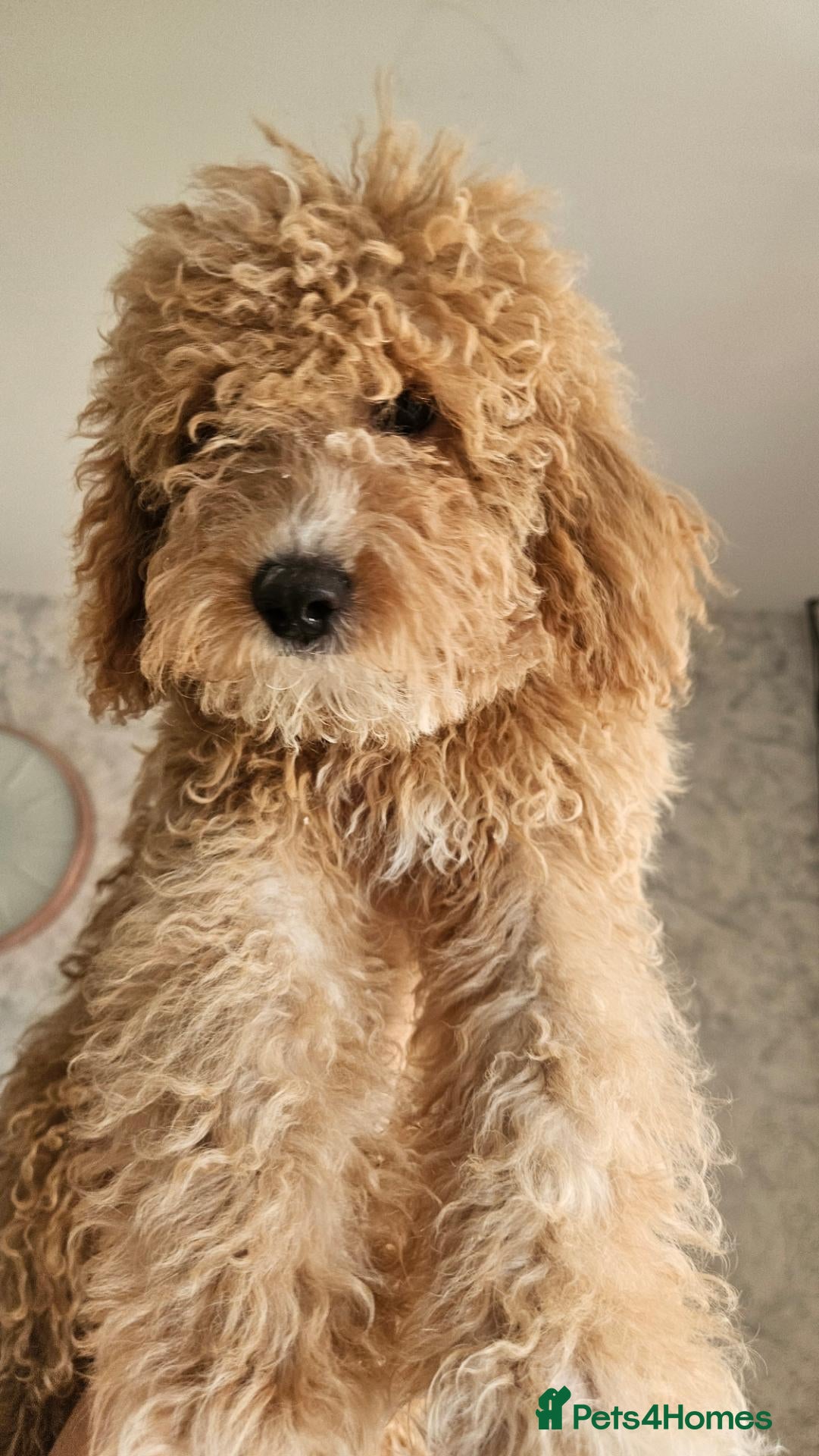 Mini Goldendoodle dogs Small/toy goldendoodle boys ✨️💙 - Advert 2