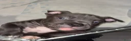 American Bully dogs for sale: Pocket bully puppies  - Advert 6