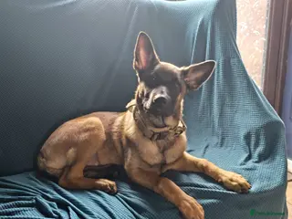 Belgian Shepherd Dog dogs Belgian Malanois Puppy - Advert 1