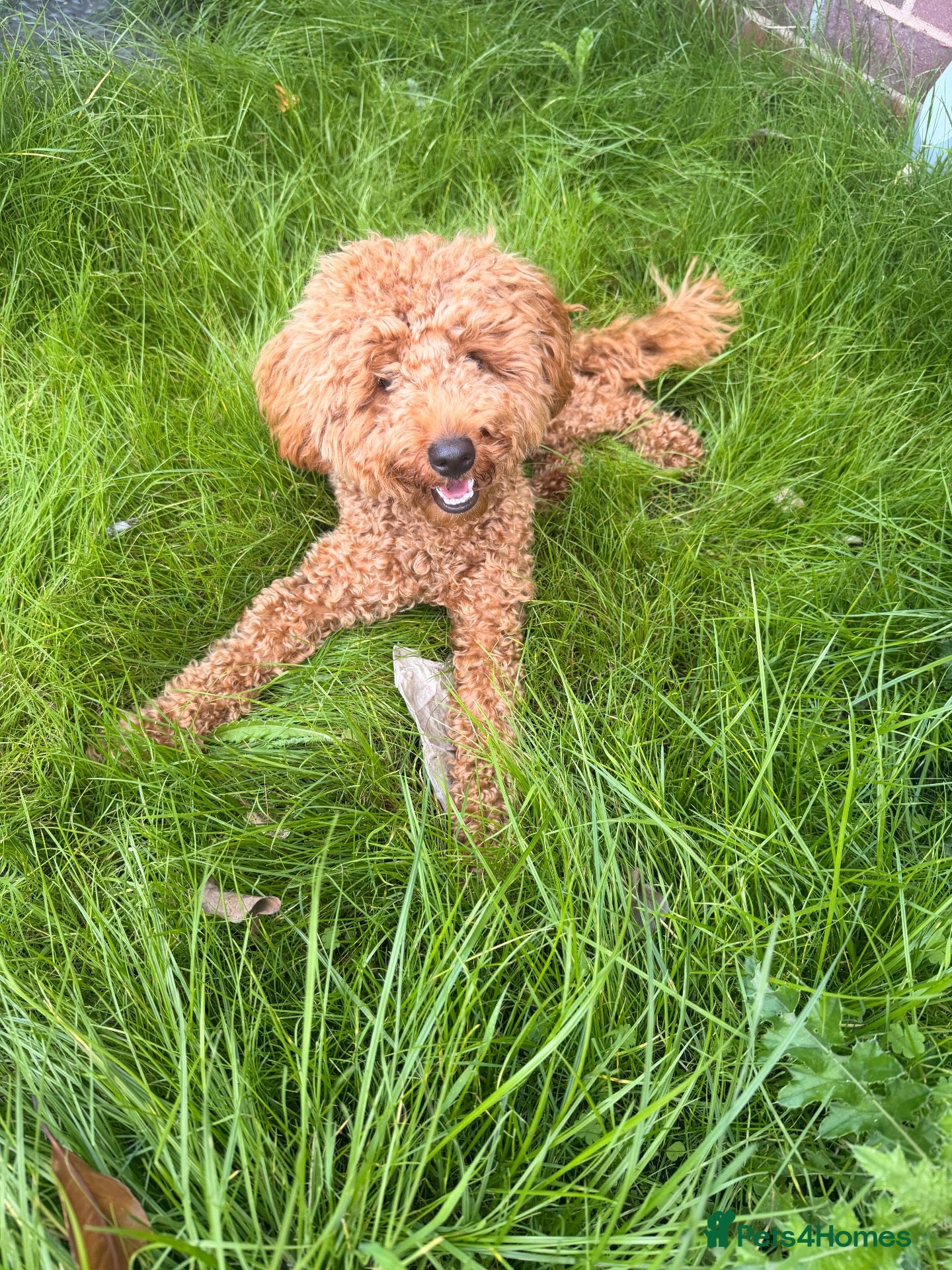 Toy Poodle dogs Beautiful Red Toy Poodle Teddy – Vaccinated Boy - Advert 5