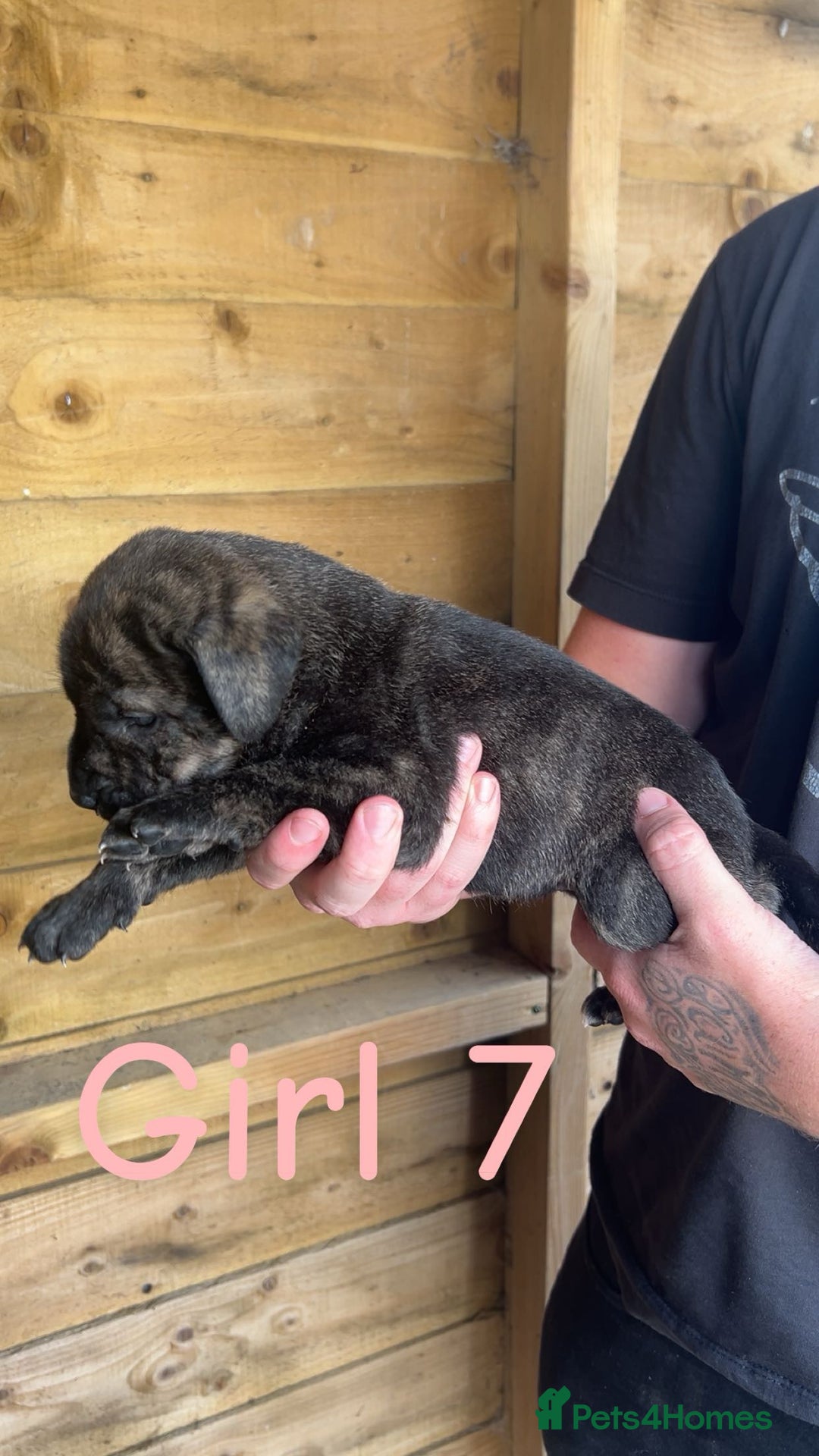Presa Canario dogs for sale: Presa Canario  - Image 14