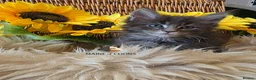 Maine Coon cats for sale: Maine coon kittens - Advert 1