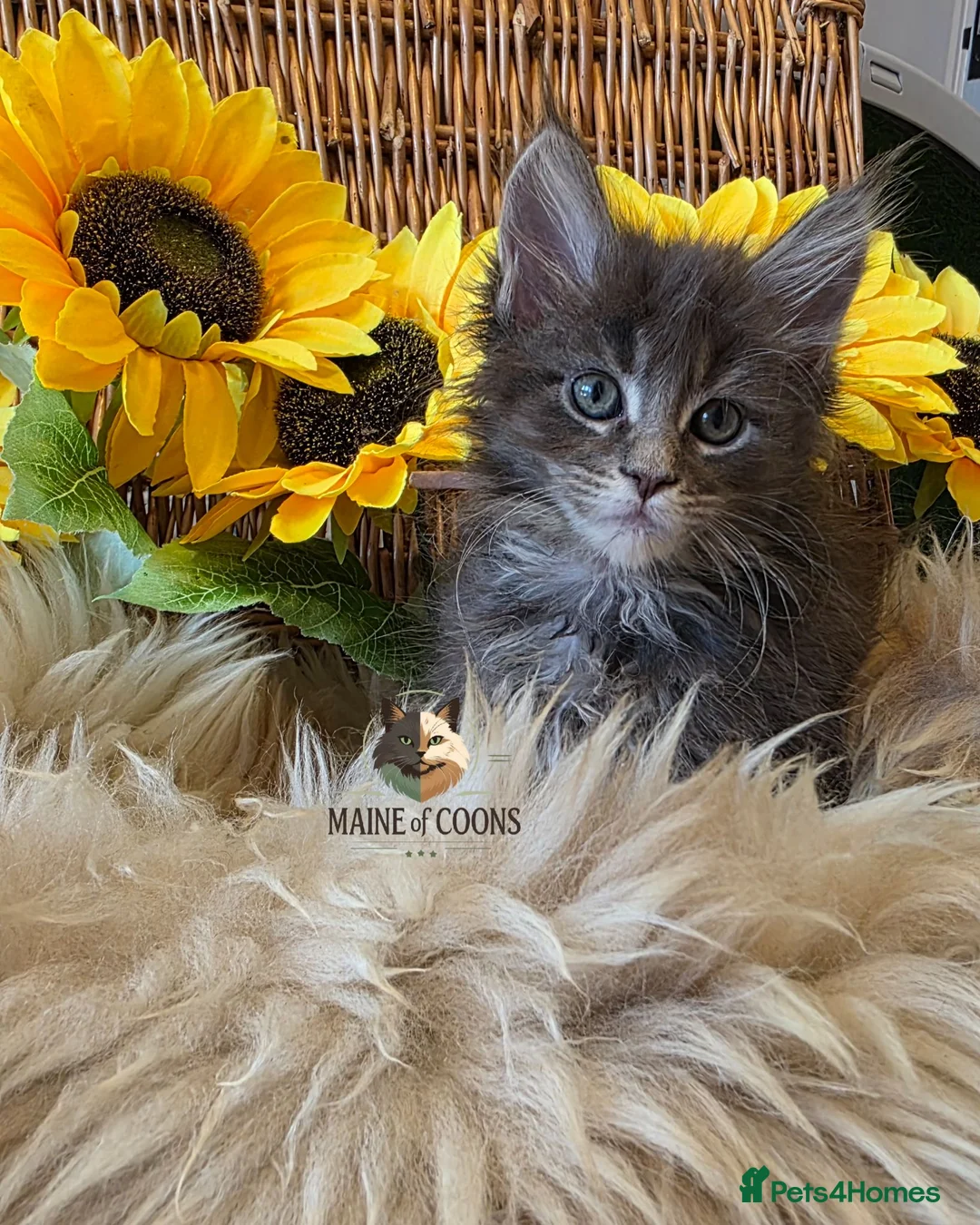 Maine Coon cats for sale: Maine coon kittens - Advert 1