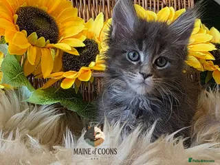 Maine Coon cats Maine coon kittens - Advert 1