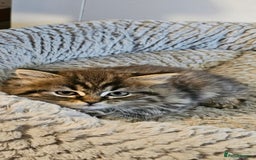 Scottish Fold cats for sale: Adorable scotish fold few straight ears kittens  - Image 7