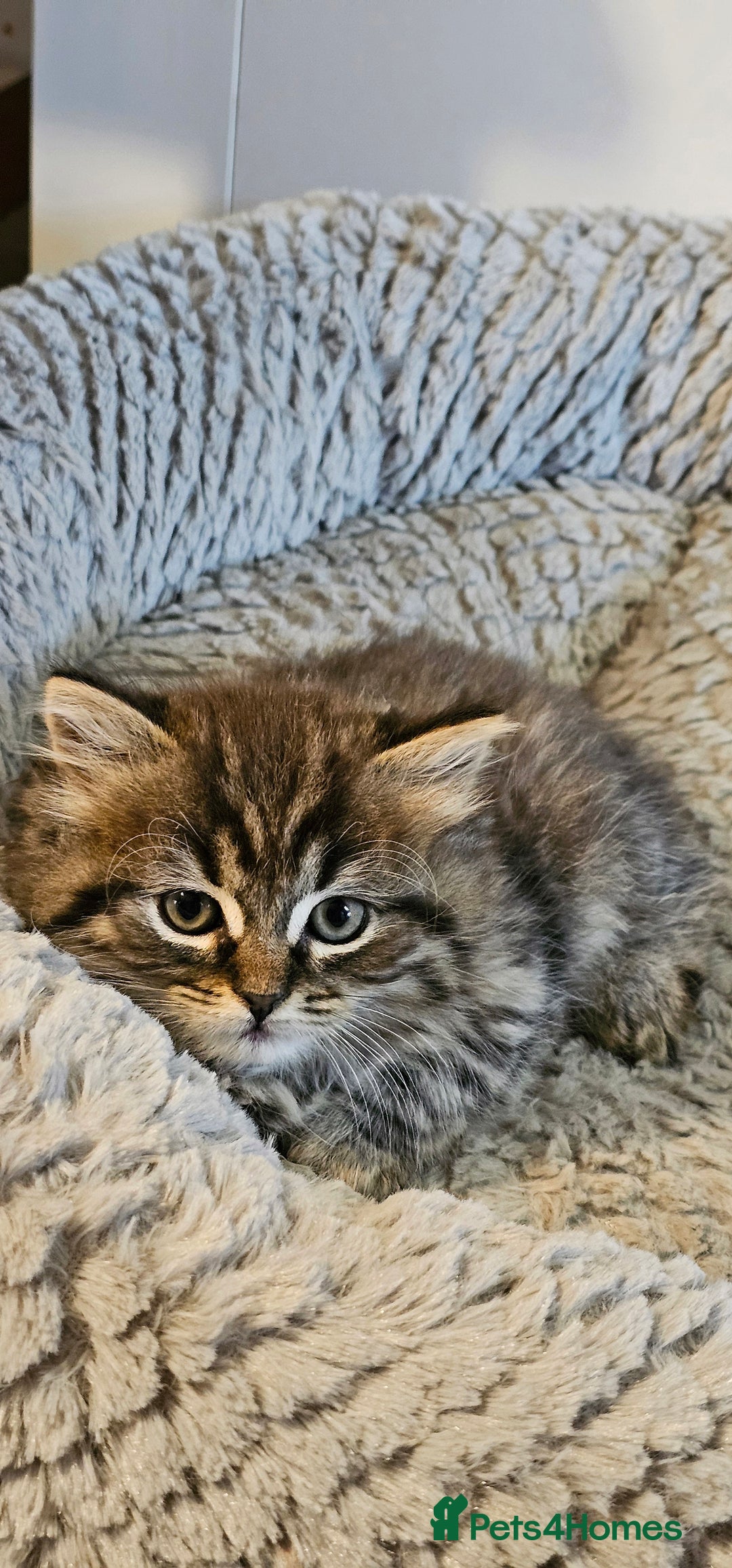 Scottish Fold cats for sale: Adorable scotish fold few straight ears kittens  - Image 7