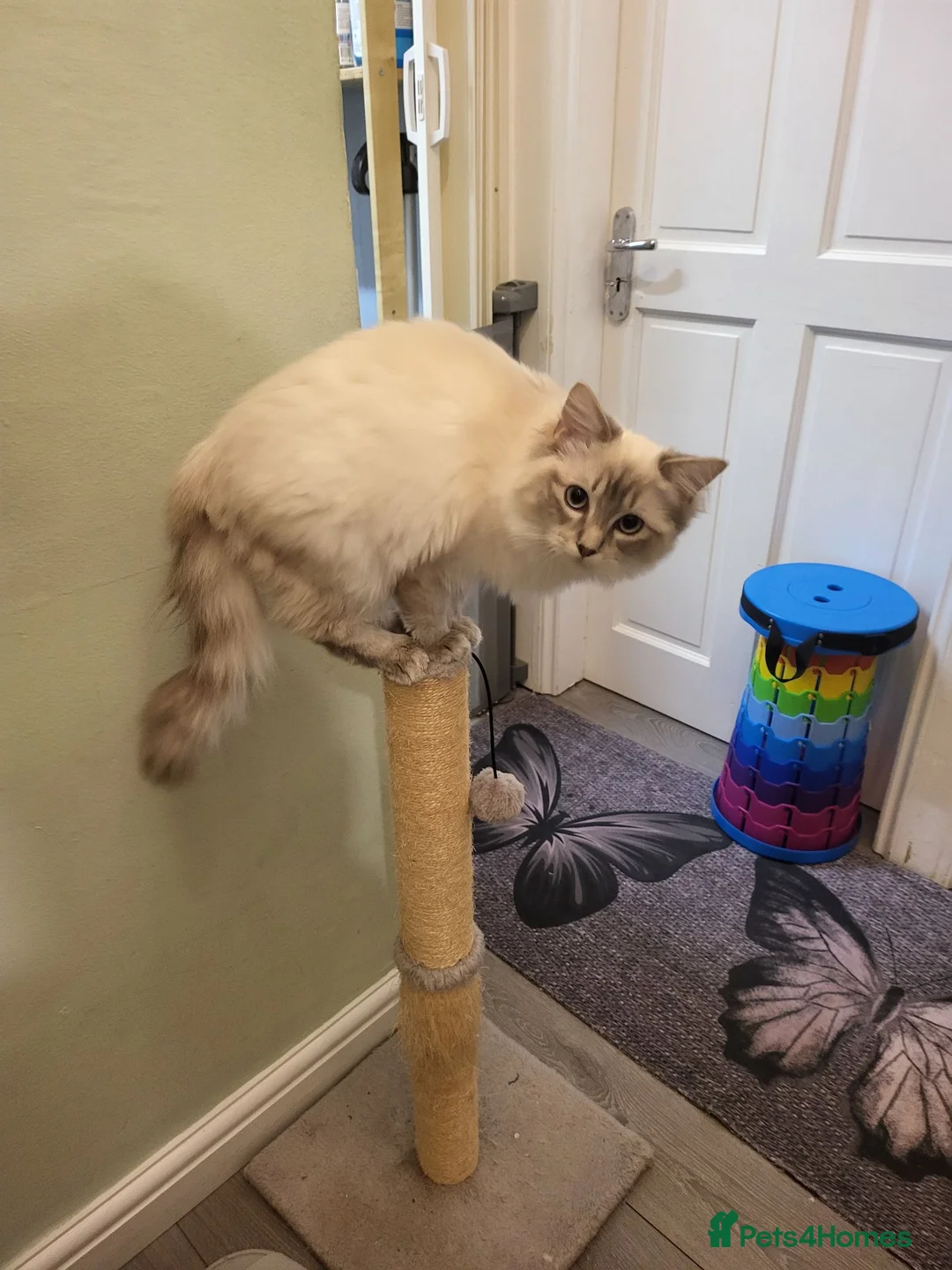 Mixed Breed cats for sale: Ragdoll mixed  in London - Advert 1