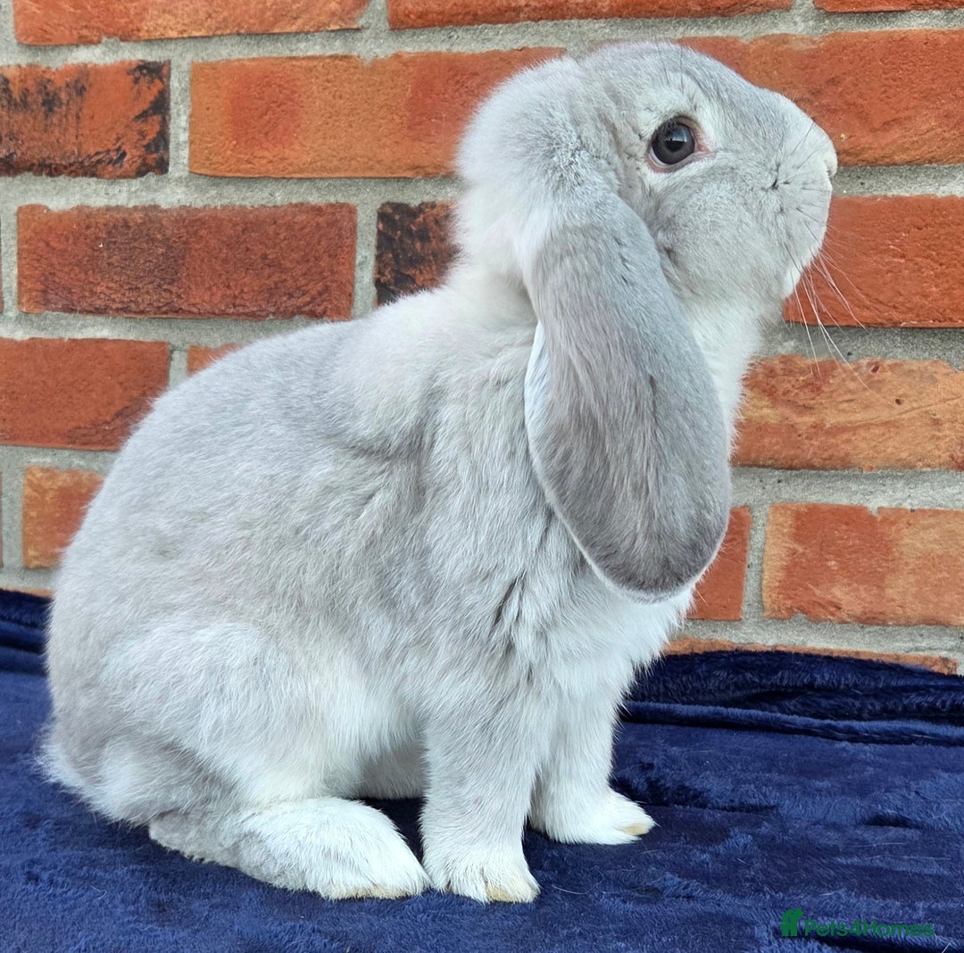 French Lop rabbits for sale: Beautiful French Lops - Image 7
