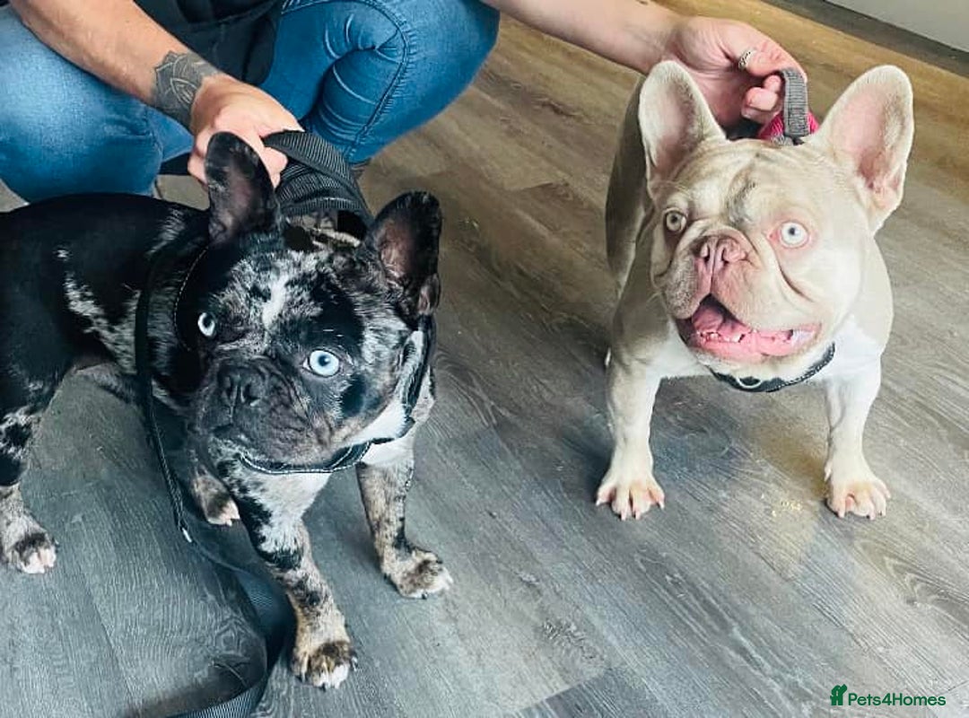 French Bulldog dogs for stud: New Shade Isabella Pied French Bulldog Stud Proven in Gunnislake - Advert 7
