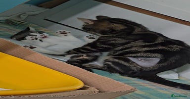 Mixed Breed cats - Advert 8