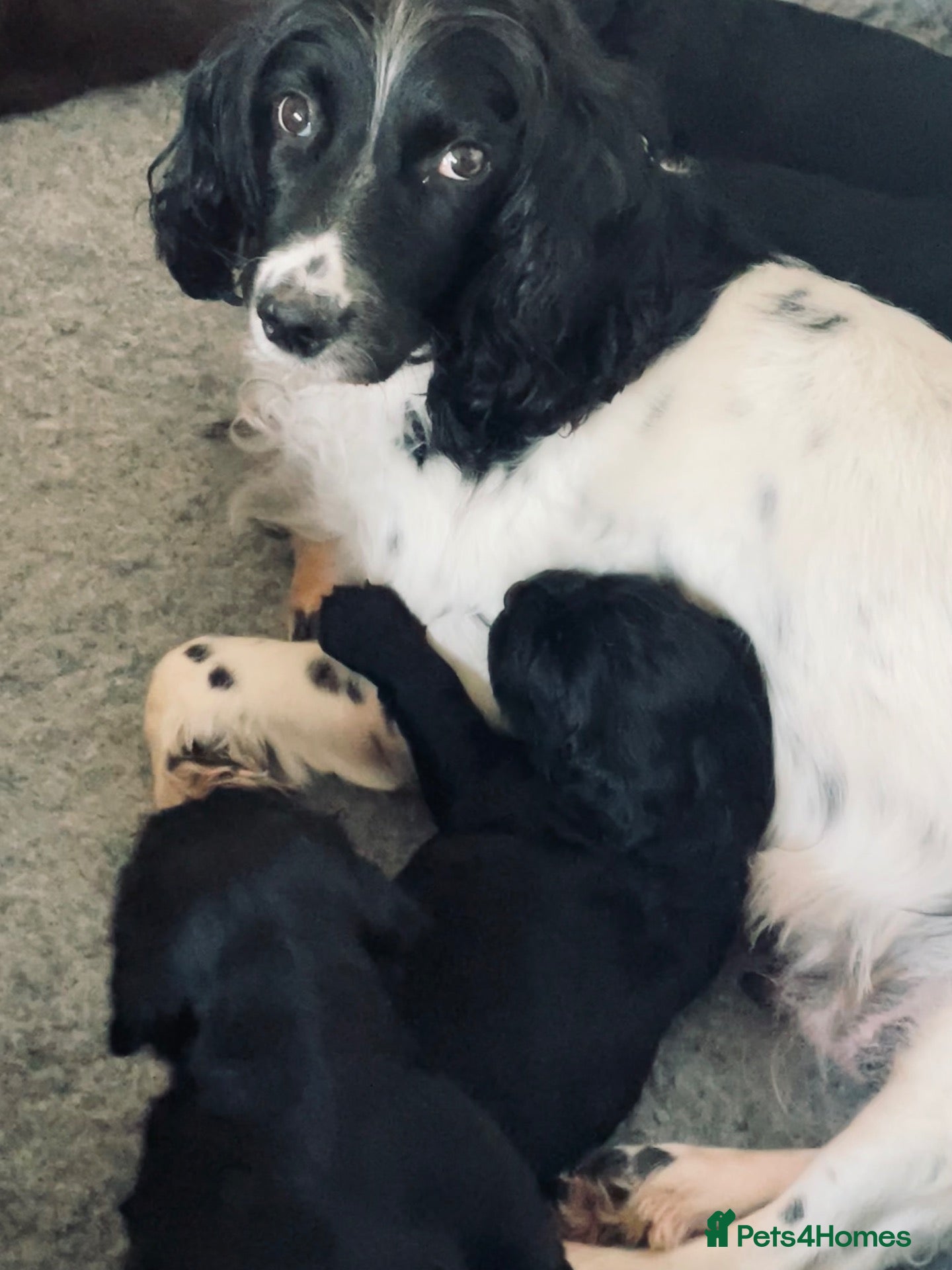 Sprocker dogs Beautiful Sprocker Puppies - Advert 2