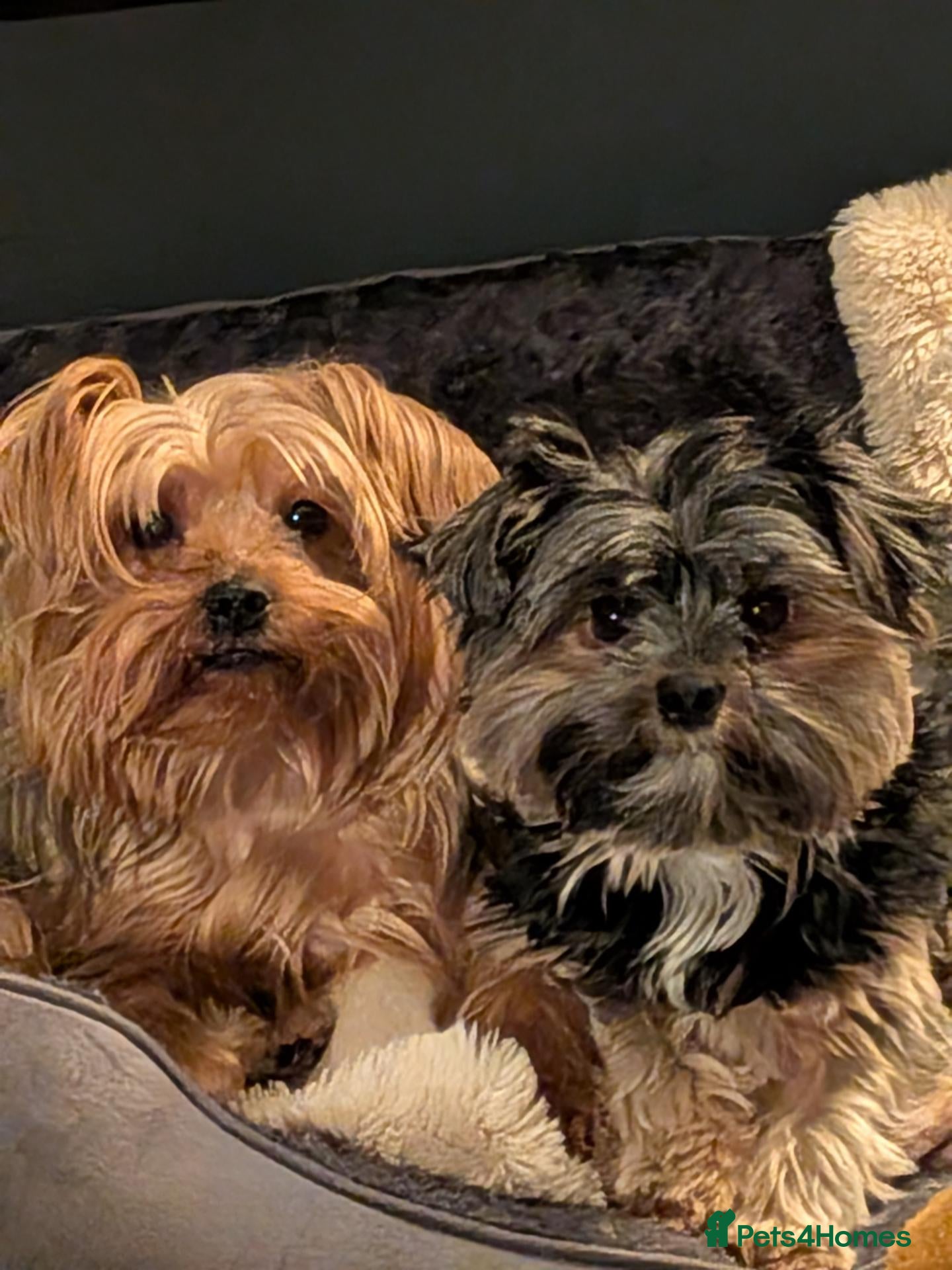 Yorkshire Terrier dogs ANMACO Yorkshire Terriers KC Ped - Advert 1