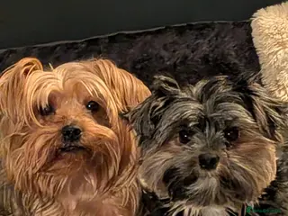 Yorkshire Terrier dogs ANMACO Yorkshire Terriers KC Ped - Advert 1