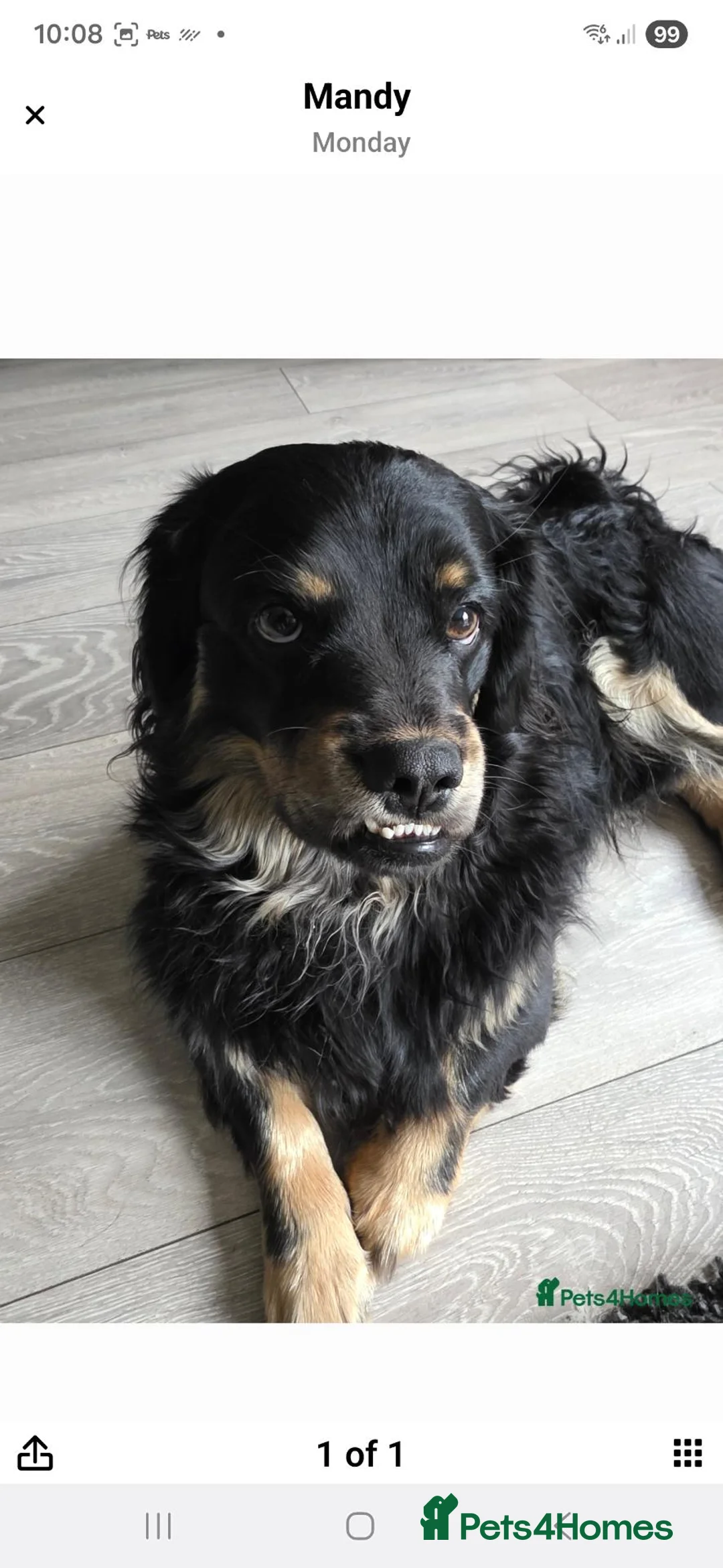 Mixed Breed dogs for sale: Benji - Advert 3