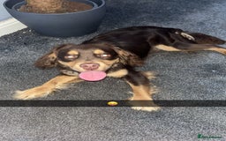 Mixed Breed dogs for sale: french x cocker spaniel - Image 2
