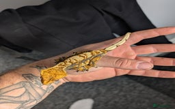 Gecko reptiles for sale: Crested Geckos please read description - Image 4