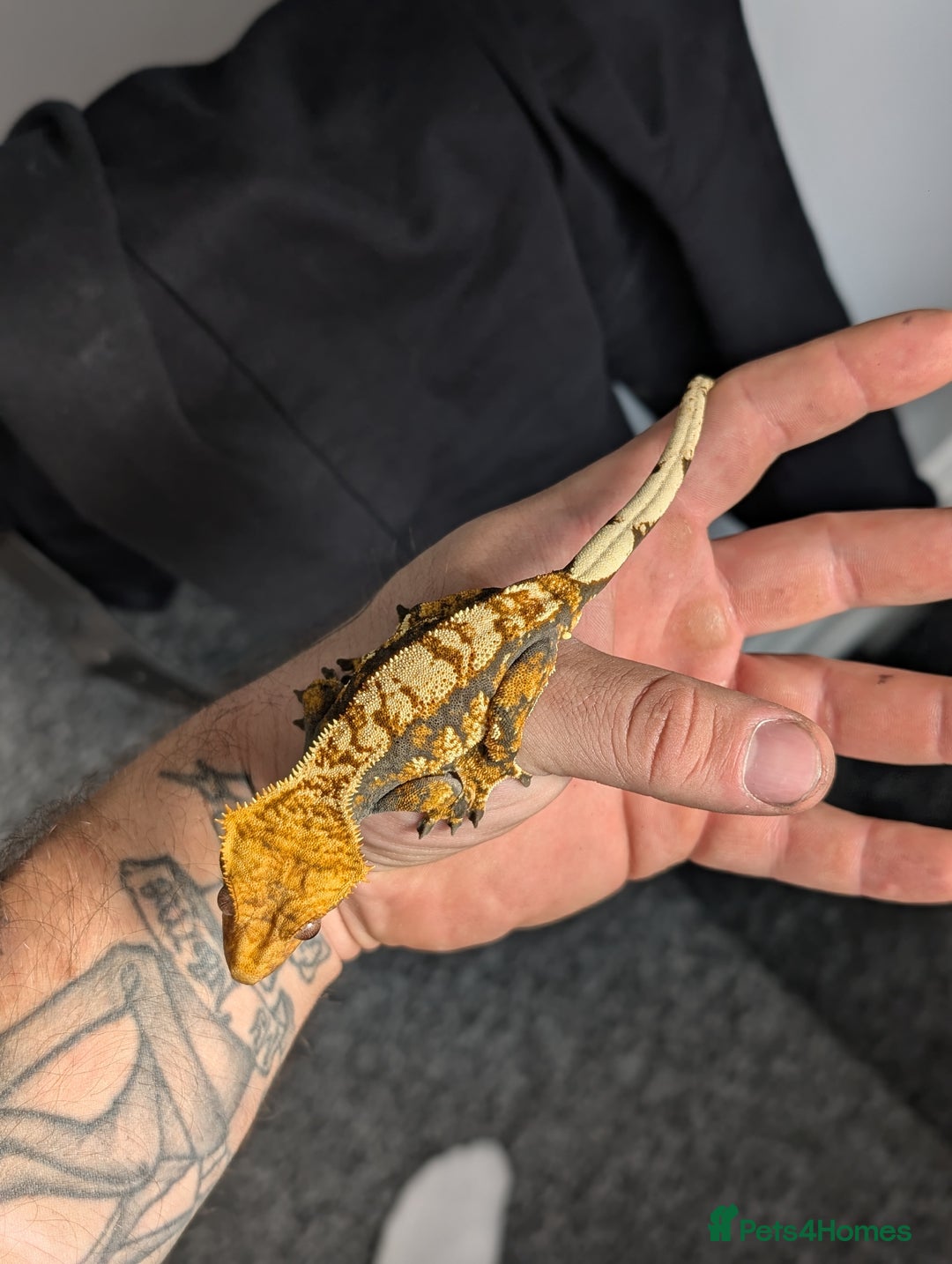 Gecko reptiles for sale: Crested Geckos please read description - Image 4