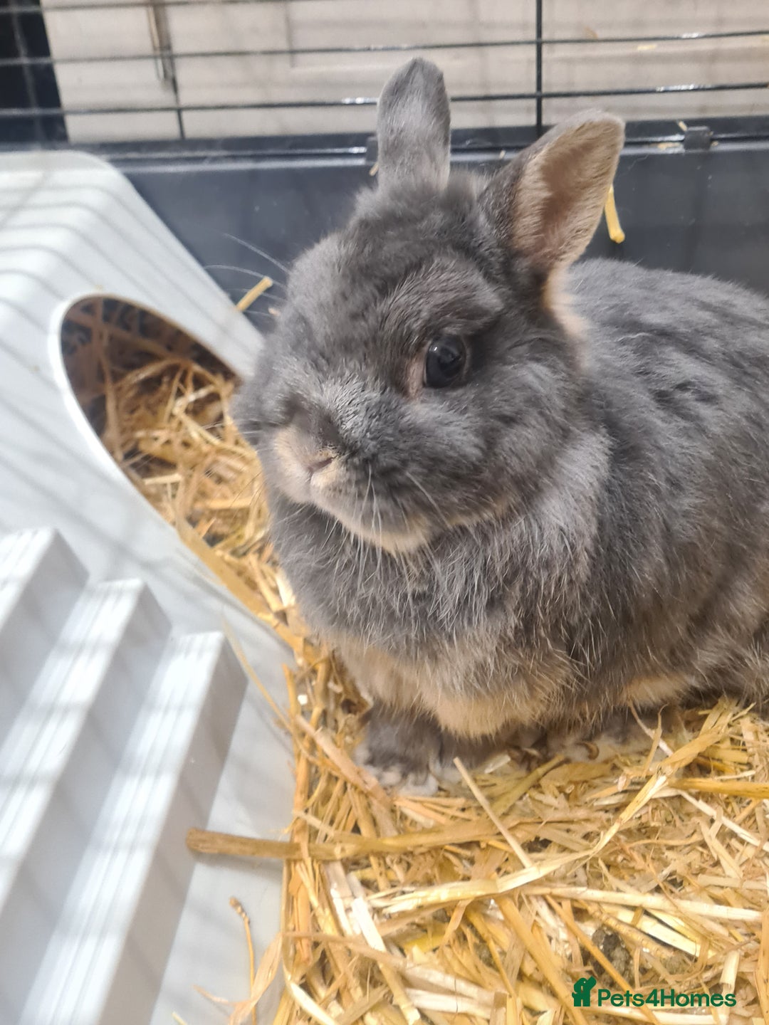 Netherland Dwarf rabbits for sale: Silver Netherland Dwarf in search of a loving home - Advert 4