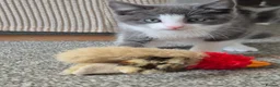 British Longhair cats for sale: Litter of 6 kittens - Advert 38