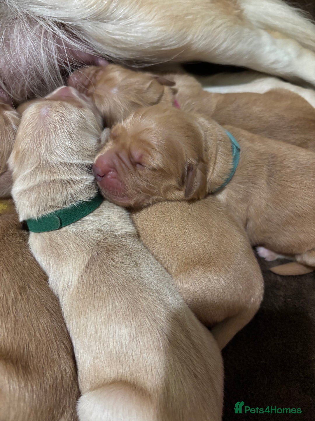 Golden Retriever dogs for sale: Beautiful Golden Retriever puppies  - Image 11