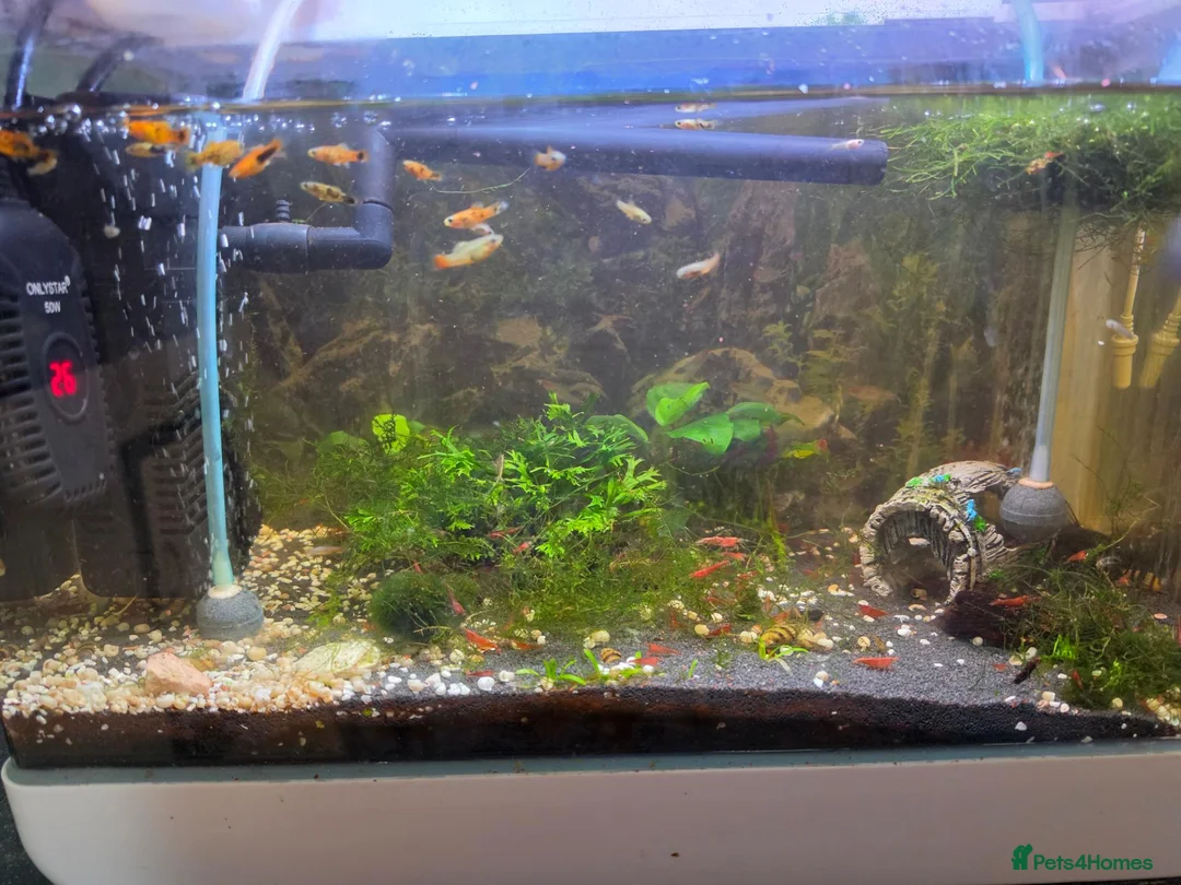 Corys fish for sale: Fish and tanks for sale - Advert 5