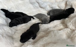 Mixed Breed dogs for sale: ChowPei Pups  - Image 2