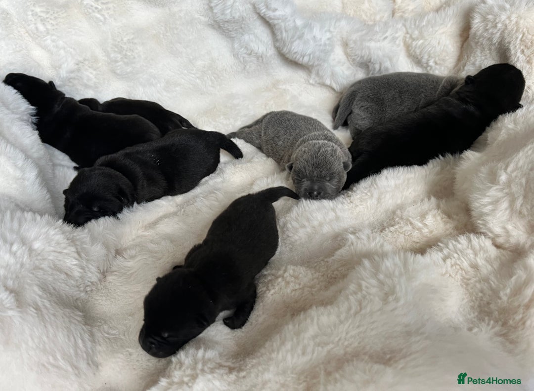 Mixed Breed dogs for sale: ChowPei Pups  - Image 2