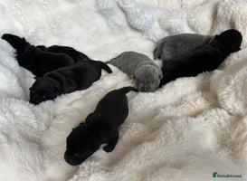 Mixed Breed dogs ChowPei Pups - Advert 2