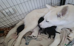 Siberian Husky dogs for sale: TRAINED rare siberian husky puppy - Image 4
