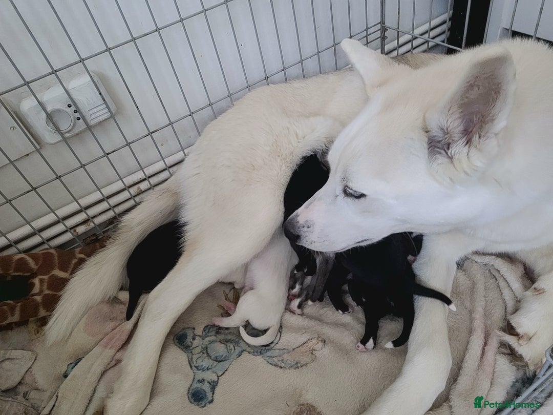Siberian Husky dogs for sale: TRAINED rare siberian husky puppy - Image 4