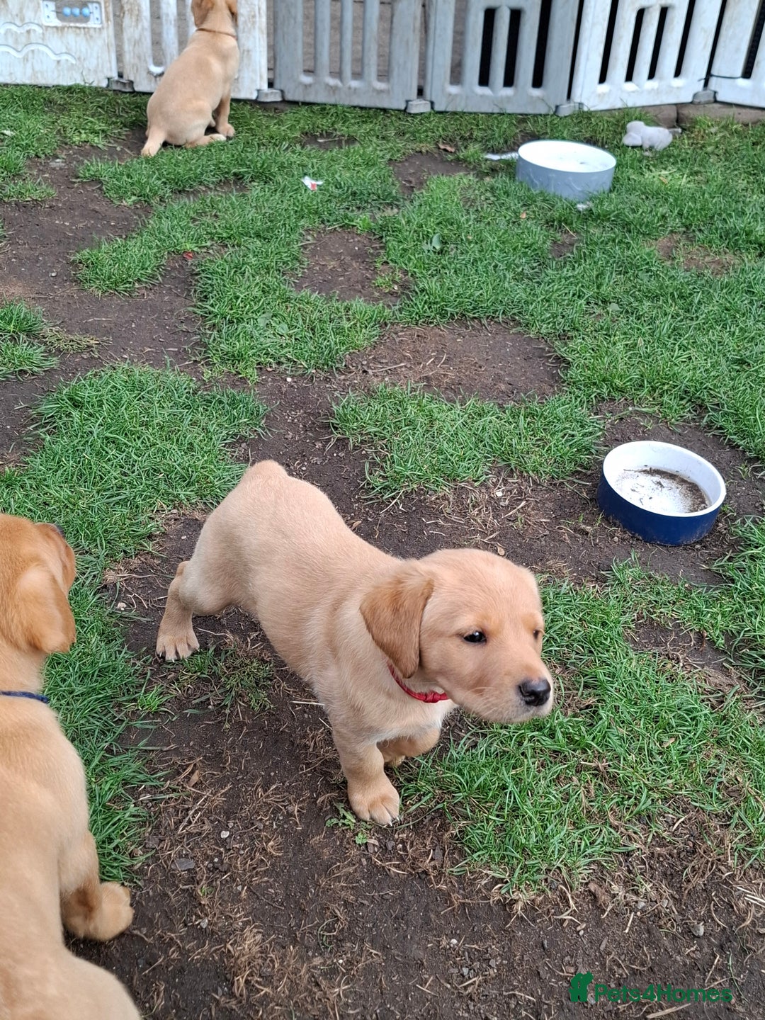 Labrador Retriever dogs for sale: Mix of fox red and yellow labrador puppies - Image 11