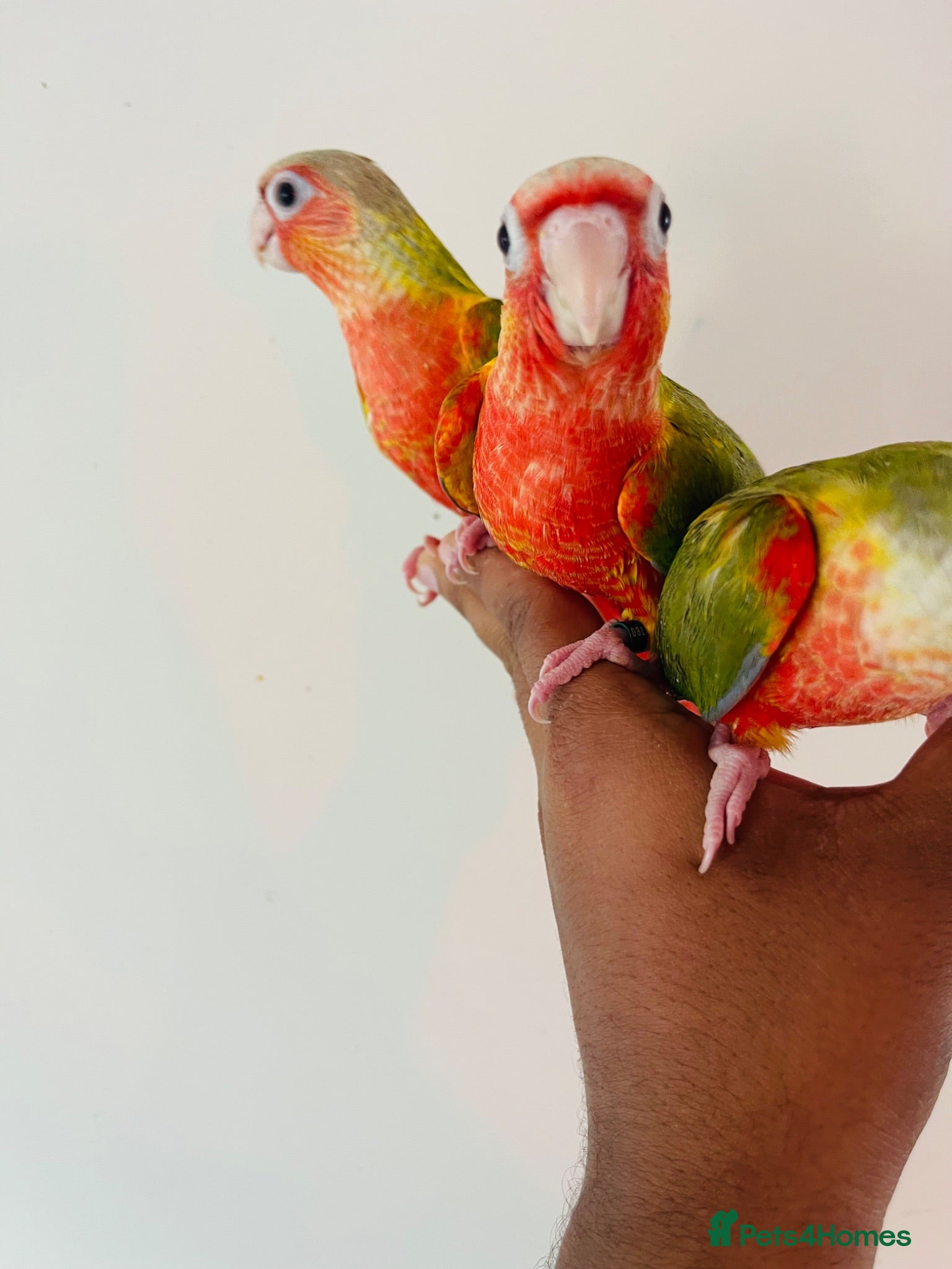 Conures birds Hand reared conures for sale  - Advert 1
