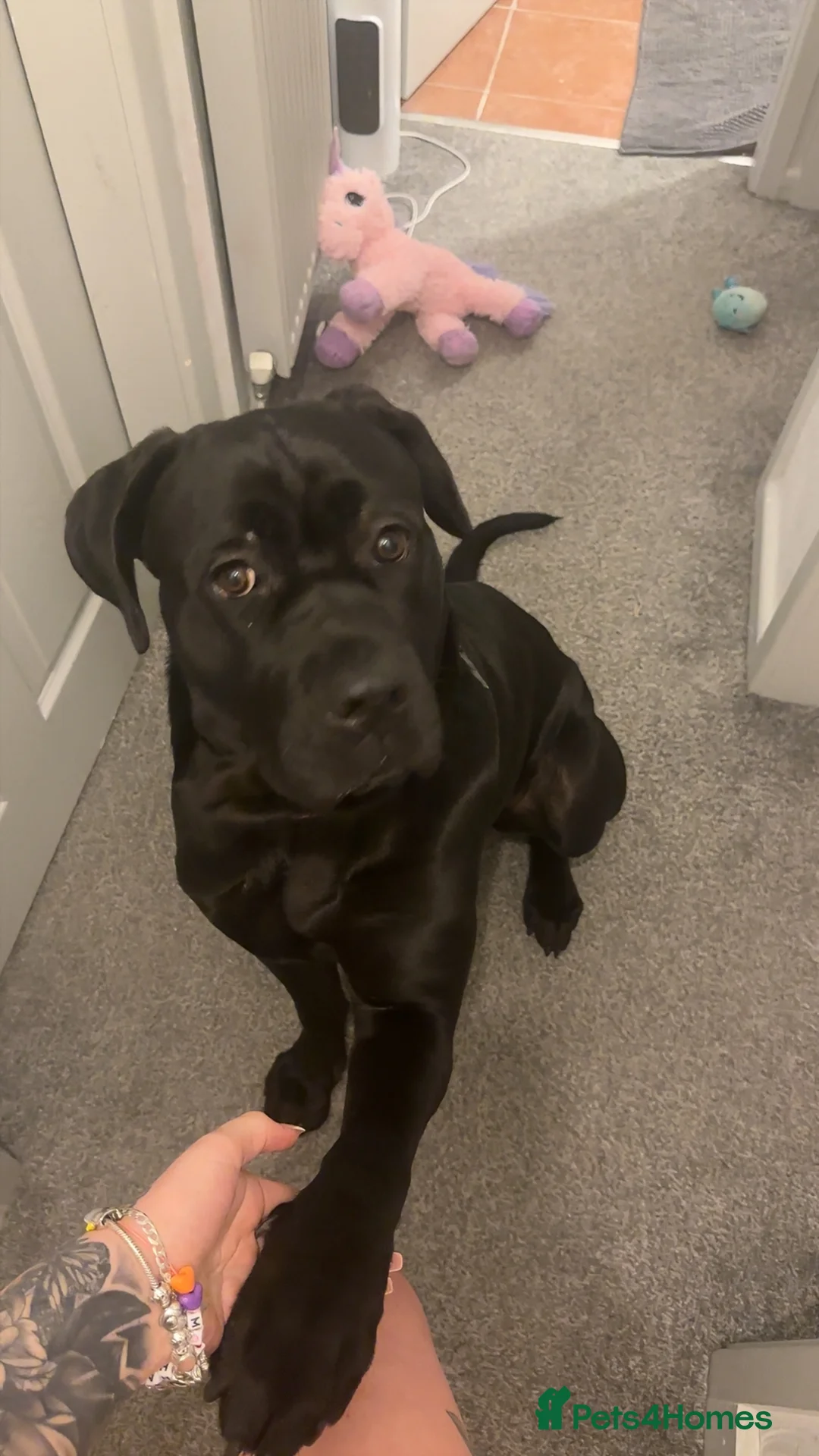 Cane Corso dogs for sale: Luna cane corso - Advert 2