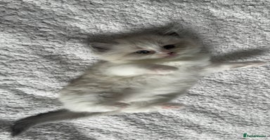 Ragdoll cats - Advert 3