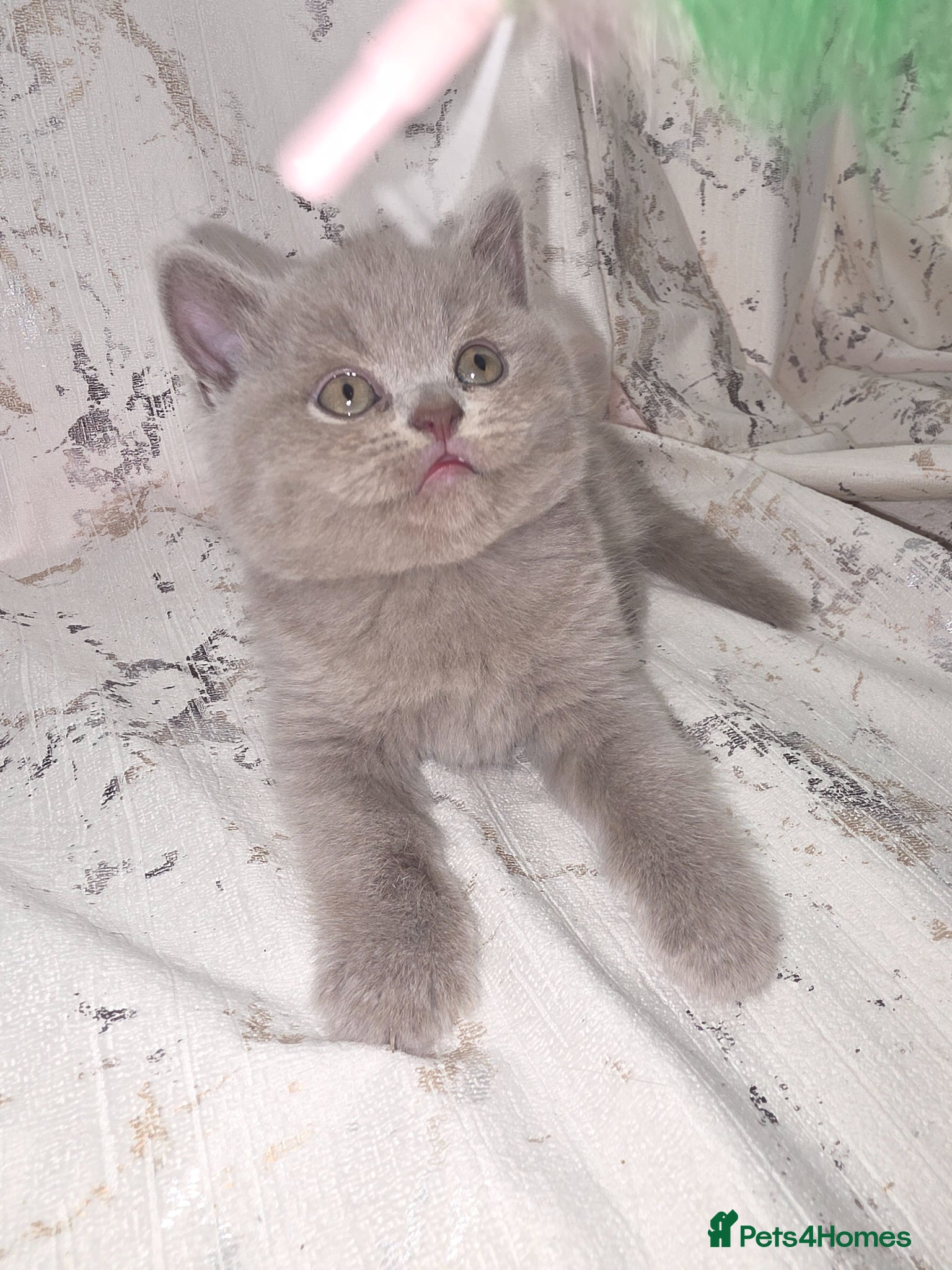 British Shorthair cats 2 boys Left - Advert 1