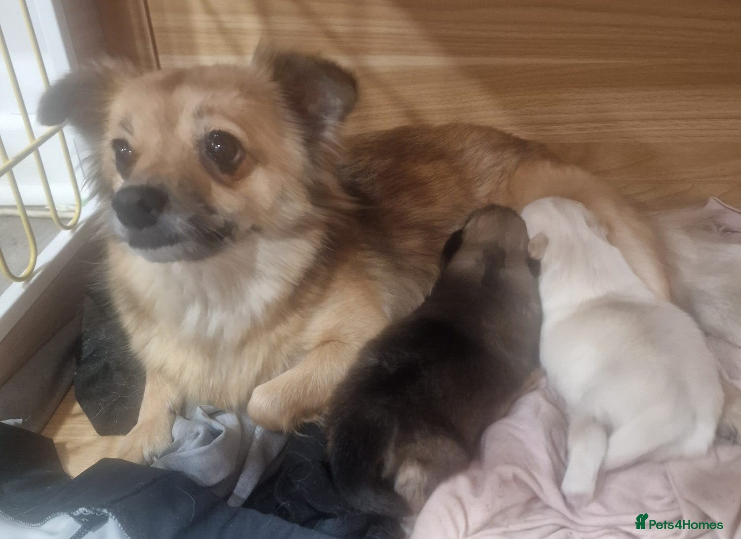 Pomchi dogs Pomchi Puppies - Advert 1